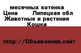 4 месячных котенка › Цена ­ 1 - Липецкая обл. Животные и растения » Кошки   
